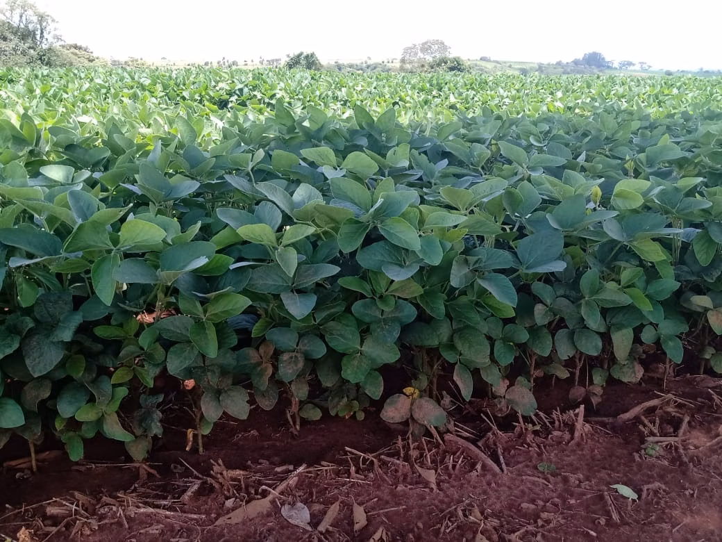 Small farm of 78 acres in Angatuba, SP, Brazil