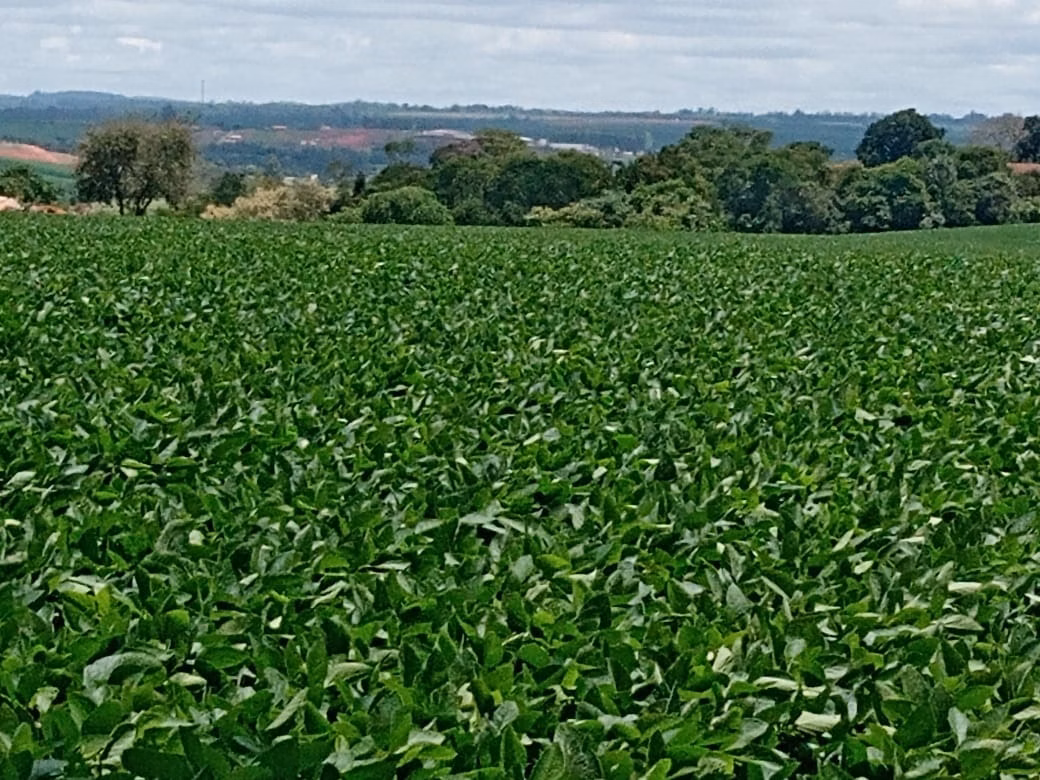 Small farm of 78 acres in Angatuba, SP, Brazil