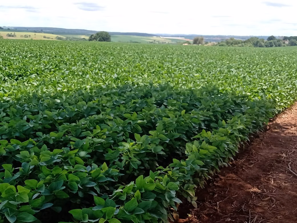 Small farm of 78 acres in Angatuba, SP, Brazil