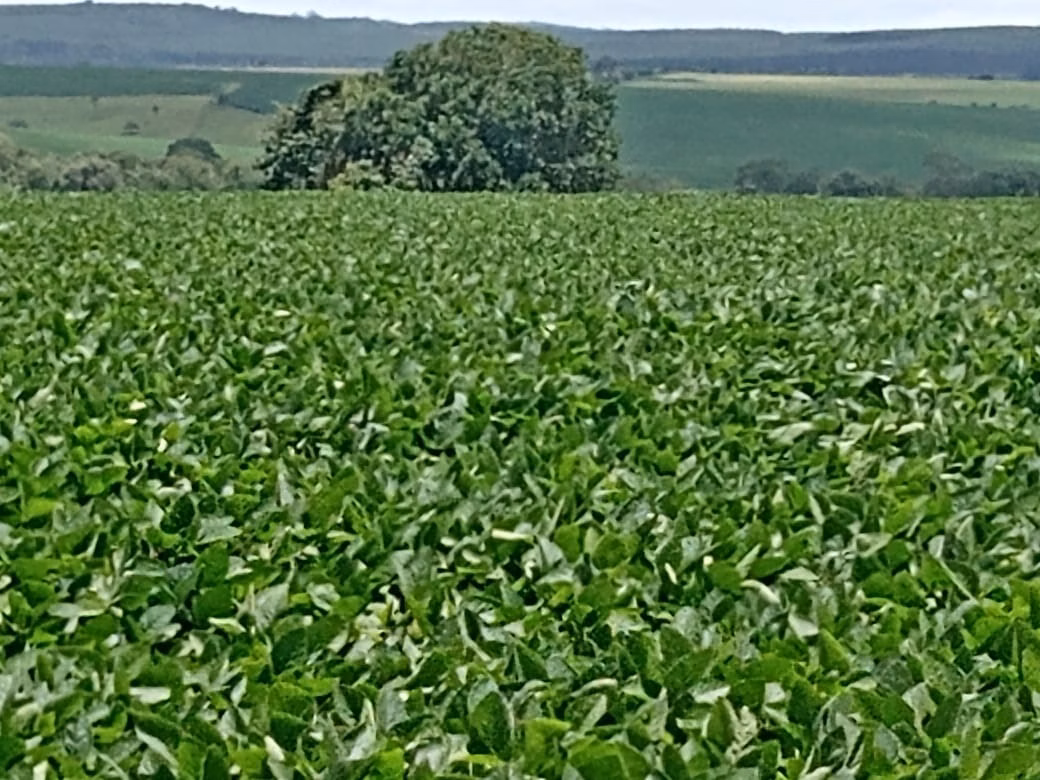 Small farm of 78 acres in Angatuba, SP, Brazil