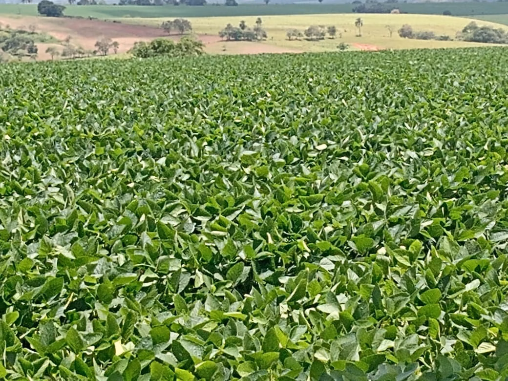Small farm of 78 acres in Angatuba, SP, Brazil