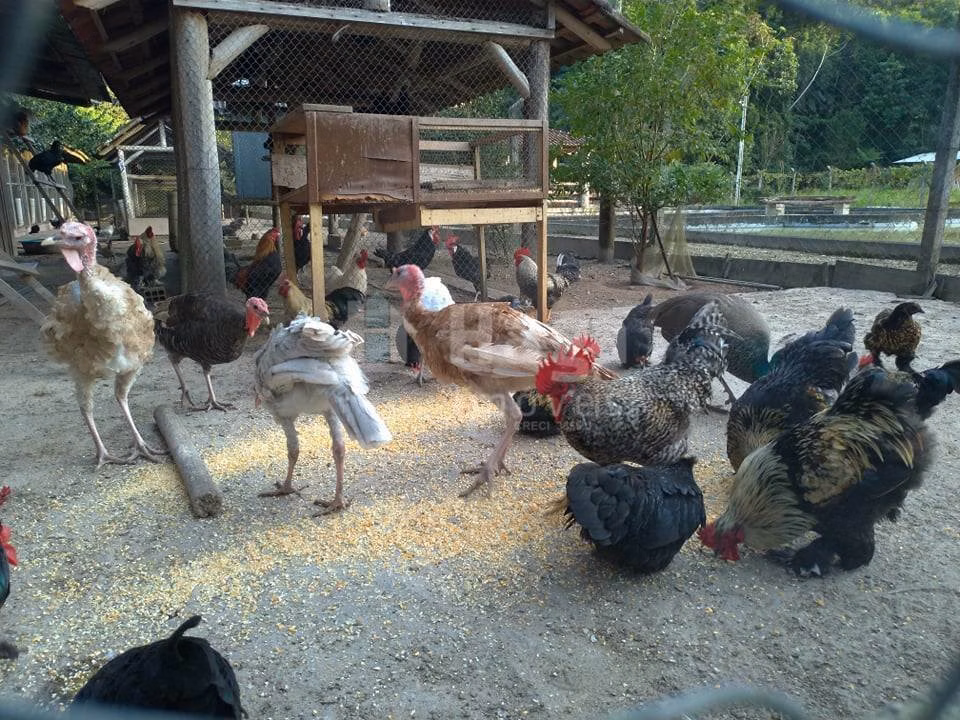 Fazenda de 3.000 m² em Guabiruba, SC