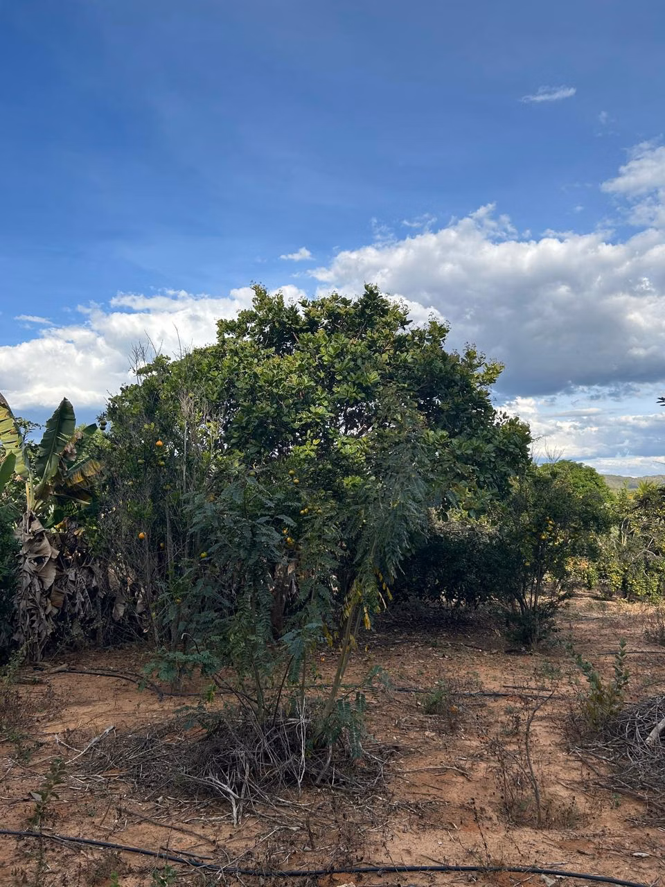 Fazenda de 220 ha em Grão Mogol, MG