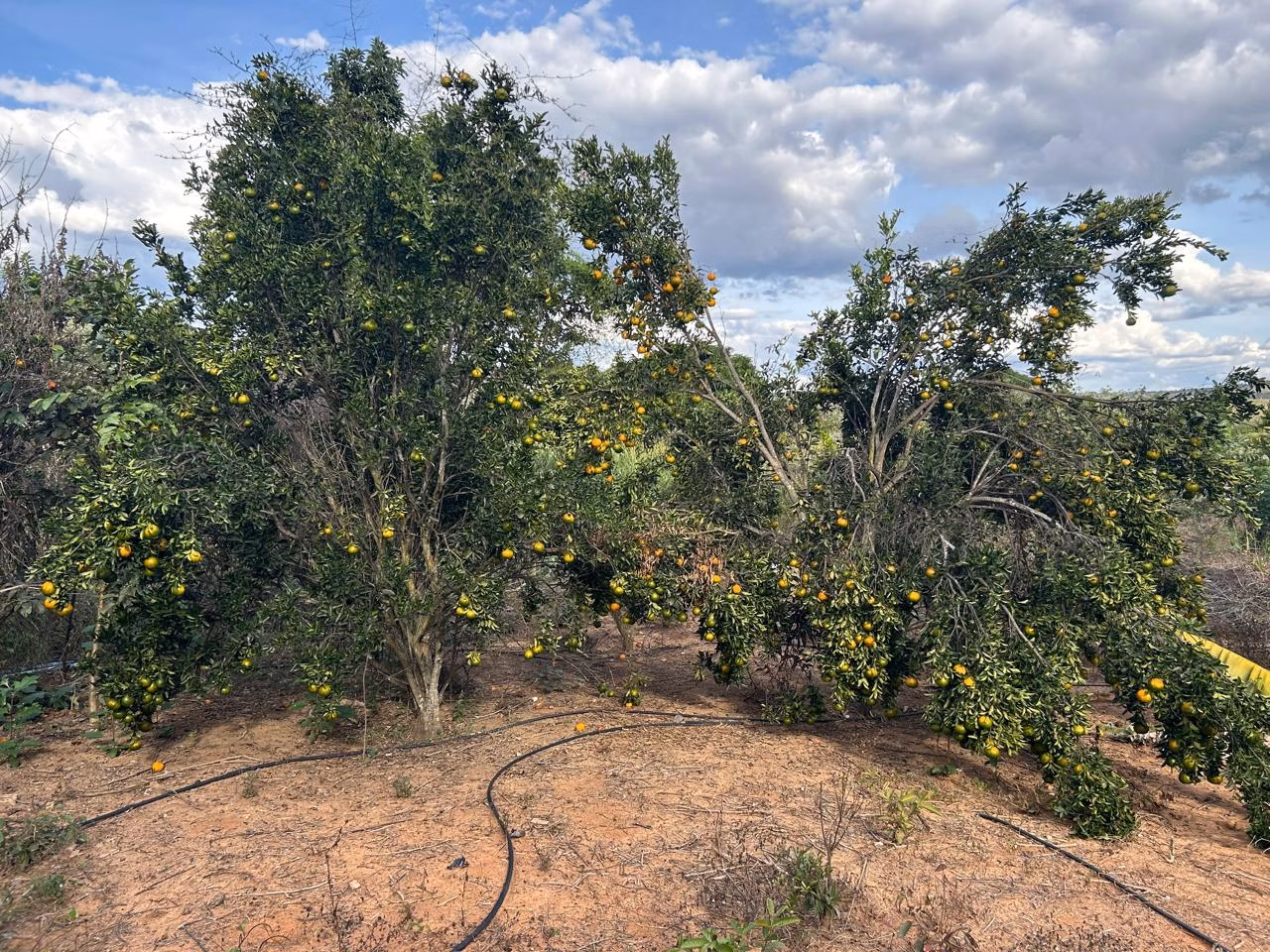 Fazenda de 220 ha em Grão Mogol, MG