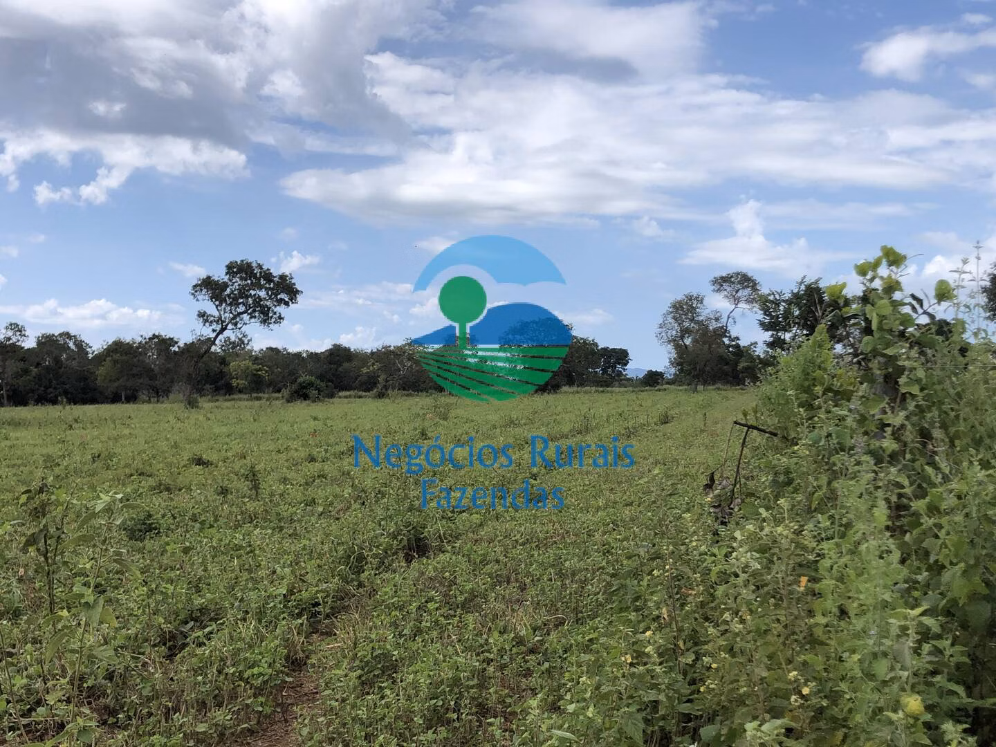 Fazenda de 363 ha em Niquelândia, GO