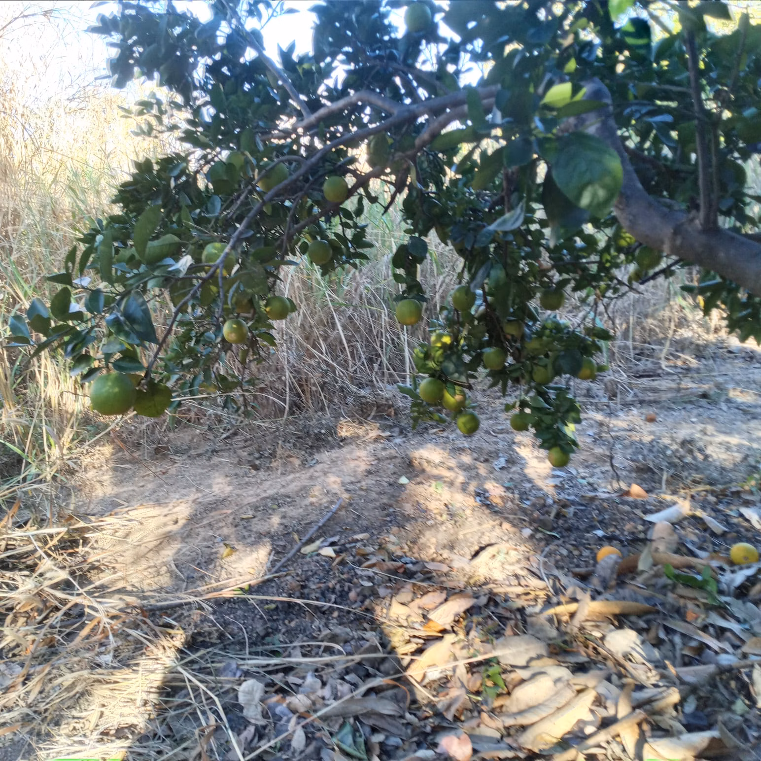 Small farm of 25 acres in Vila Boa, GO, Brazil