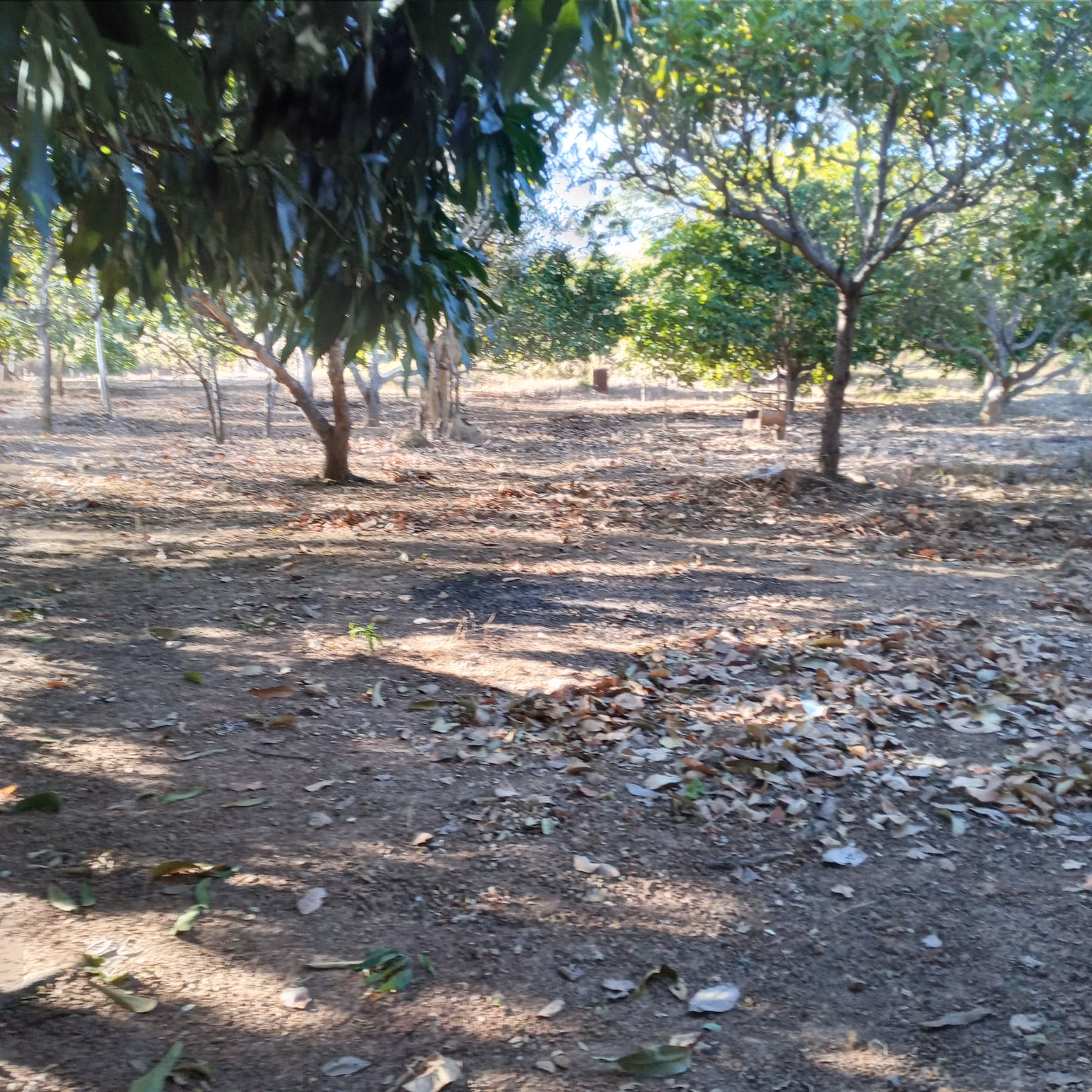 Small farm of 25 acres in Vila Boa, GO, Brazil