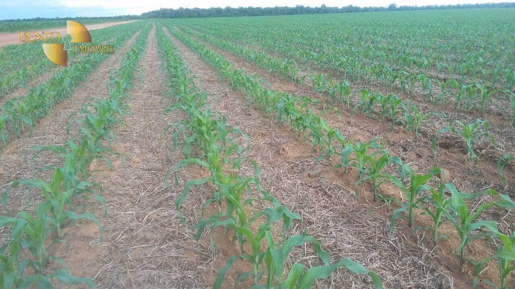 Fazenda de 39.000 ha em Confresa, MT