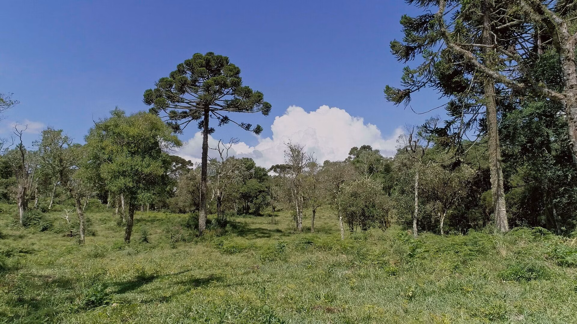 Small farm of 13 acres in Urubici, SC, Brazil