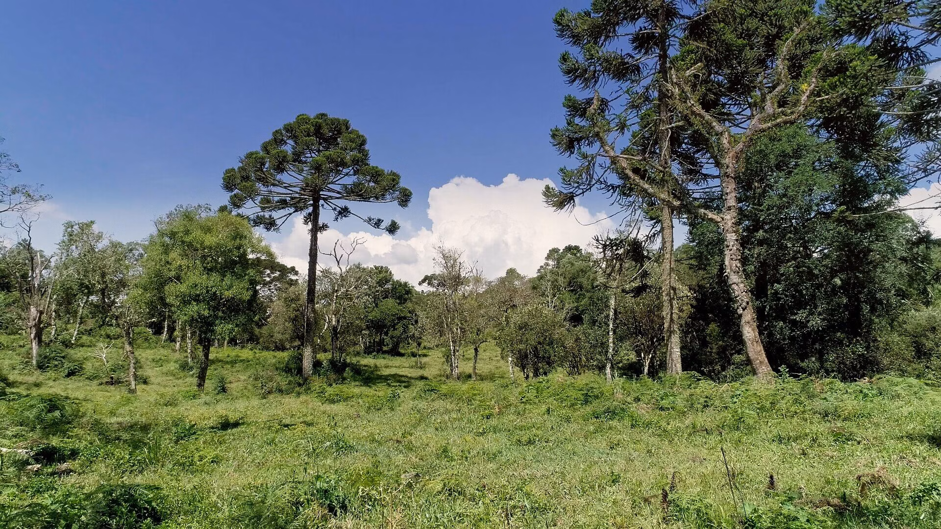 Small farm of 13 acres in Urubici, SC, Brazil