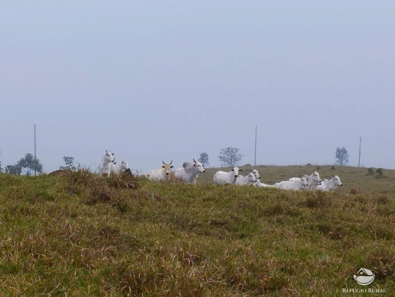 Small farm of 82 acres in São José dos Campos, SP, Brazil