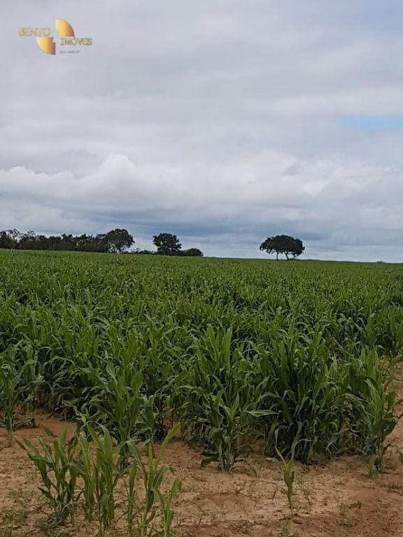 Fazenda de 1.630 ha em Poconé, MT