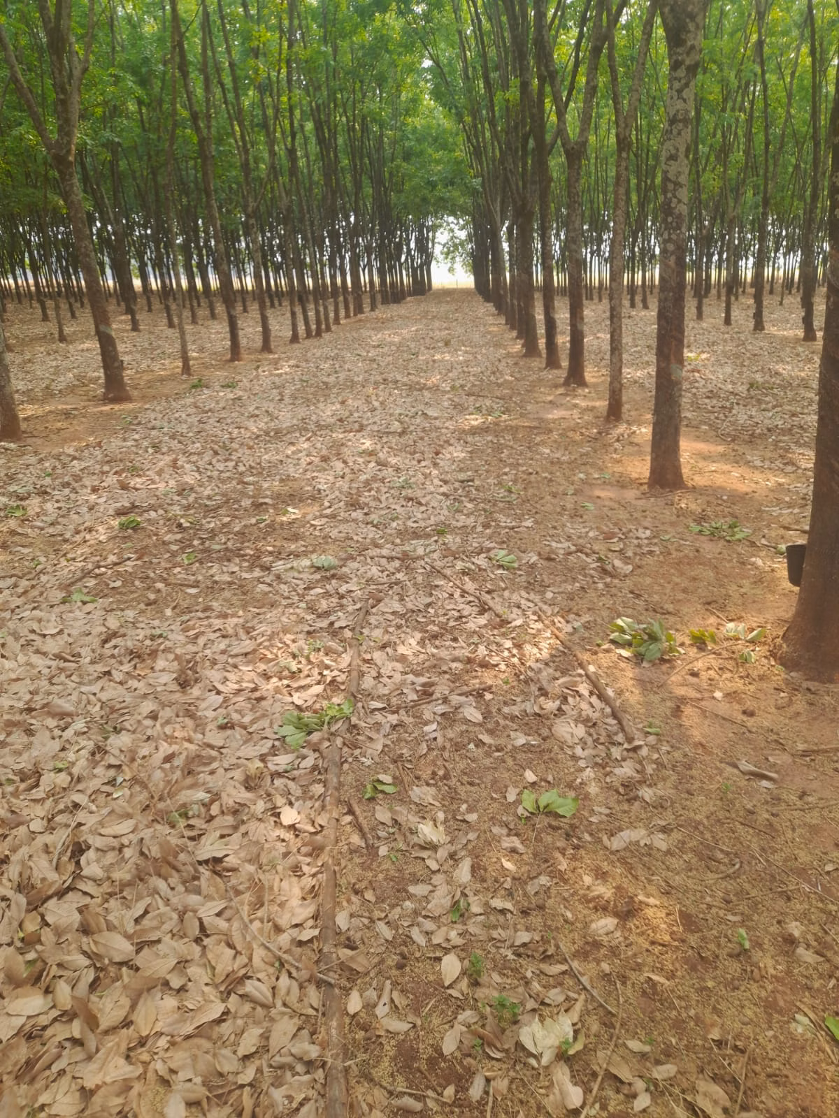 Country home of 18 acres in Pedranópolis, SP, Brazil