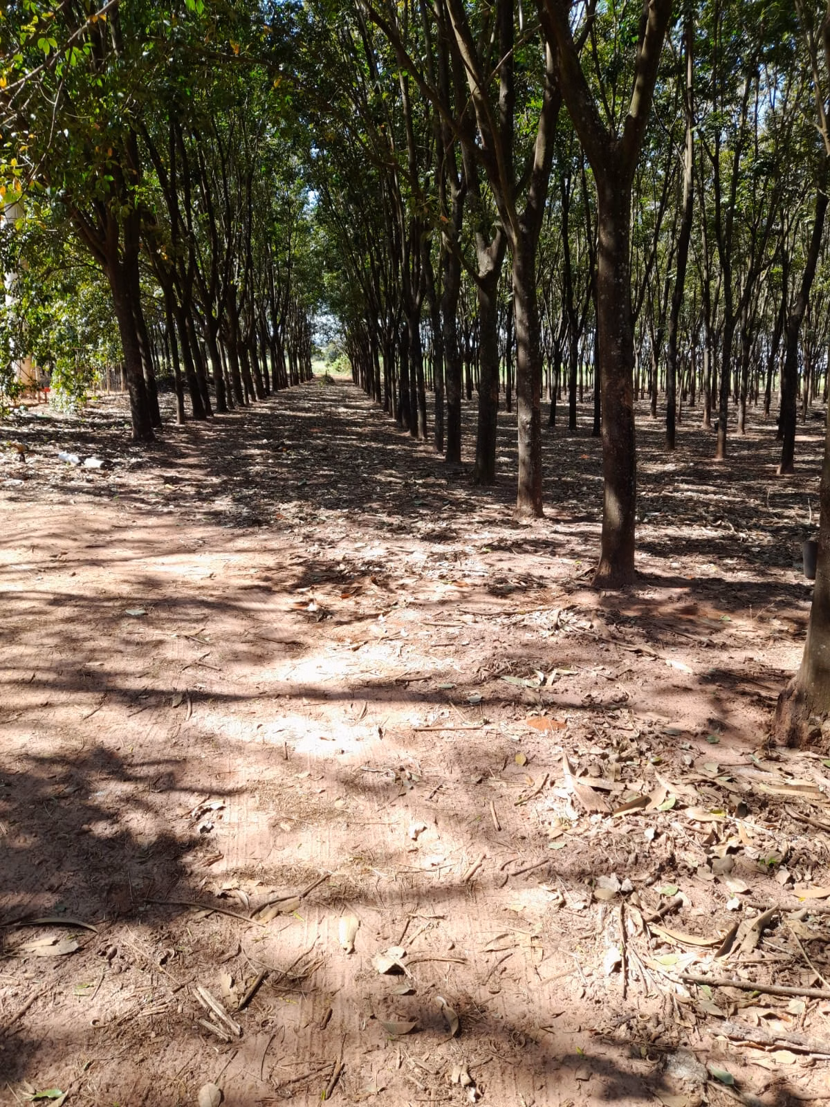 Country home of 18 acres in Pedranópolis, SP, Brazil