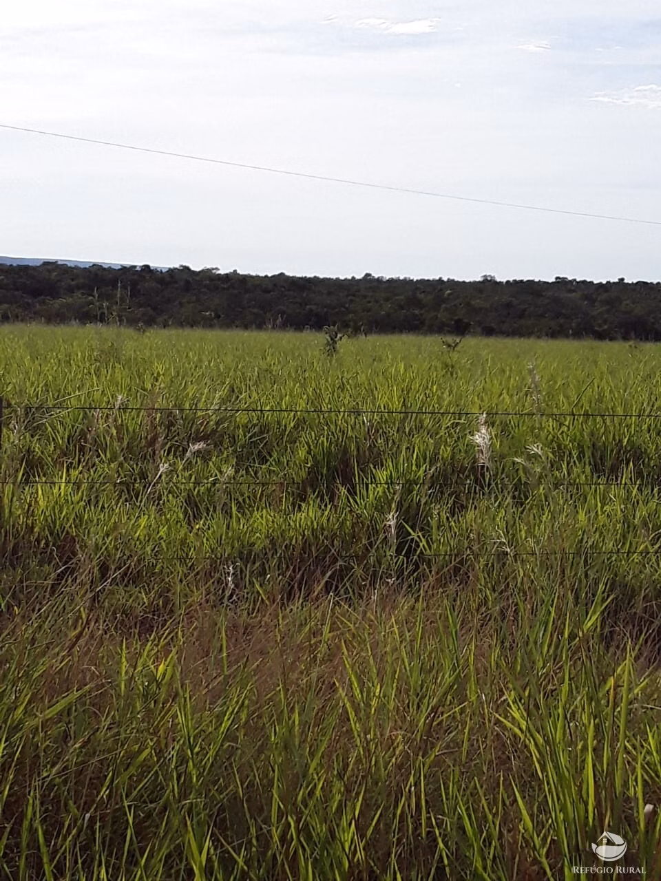 Farm of 18,360 acres in Santa Rita do Trivelato, MT, Brazil