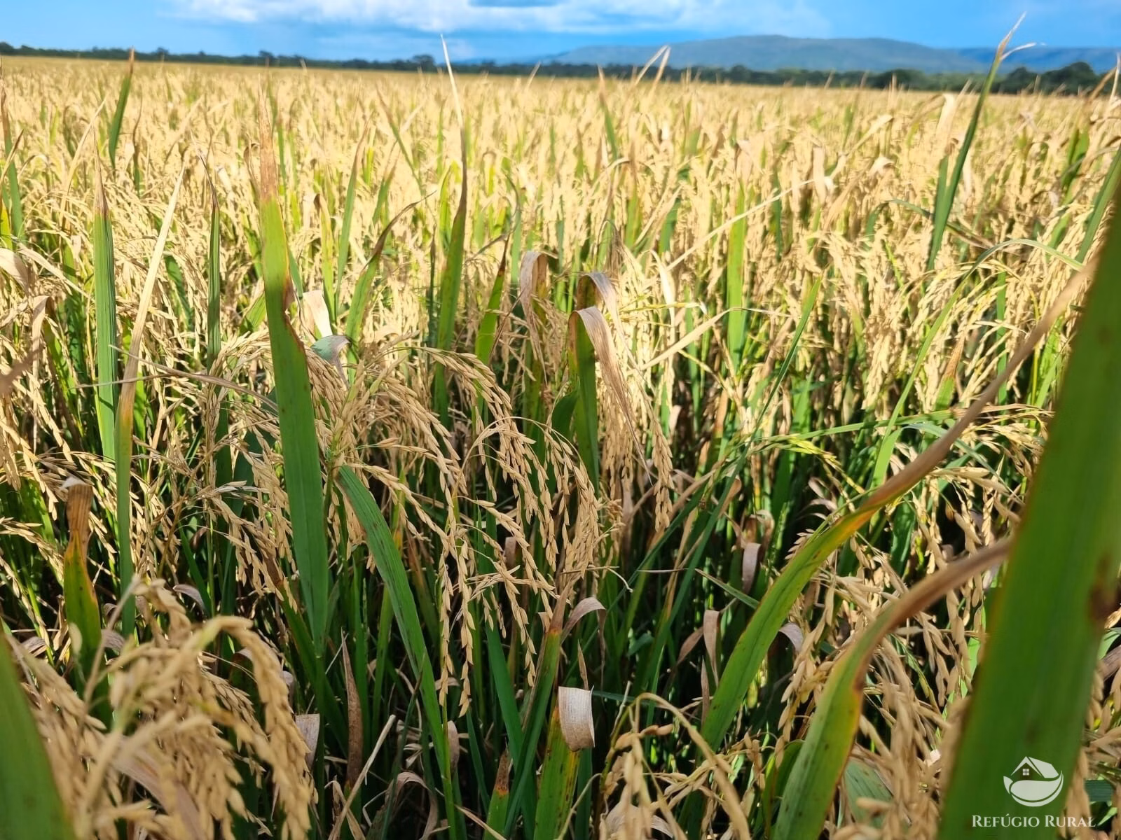 Farm of 18,360 acres in Santa Rita do Trivelato, MT, Brazil
