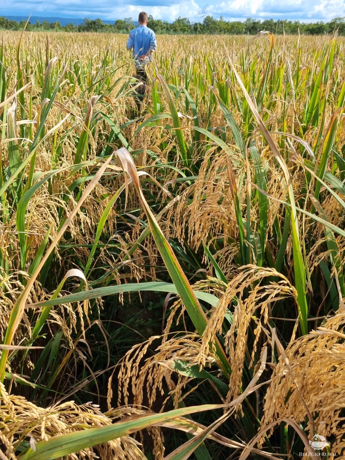 Farm of 18,360 acres in Santa Rita do Trivelato, MT, Brazil