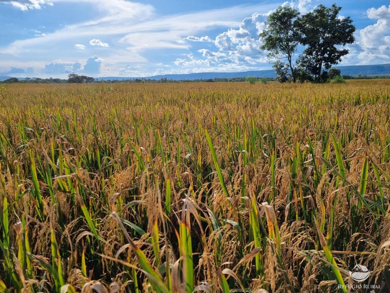 Farm of 18,360 acres in Santa Rita do Trivelato, MT, Brazil