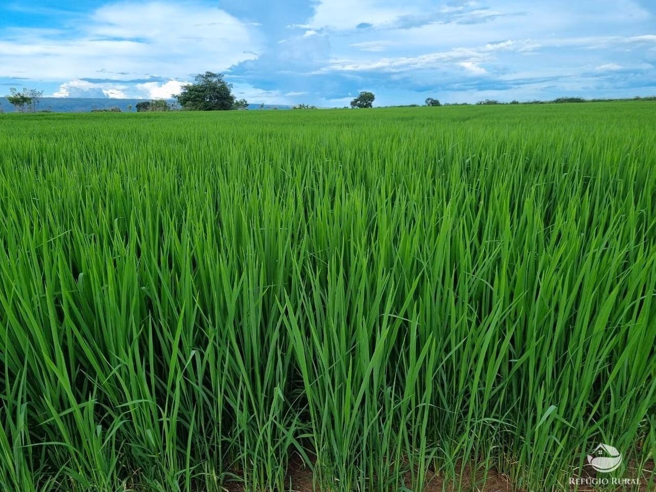 Farm of 18,360 acres in Santa Rita do Trivelato, MT, Brazil