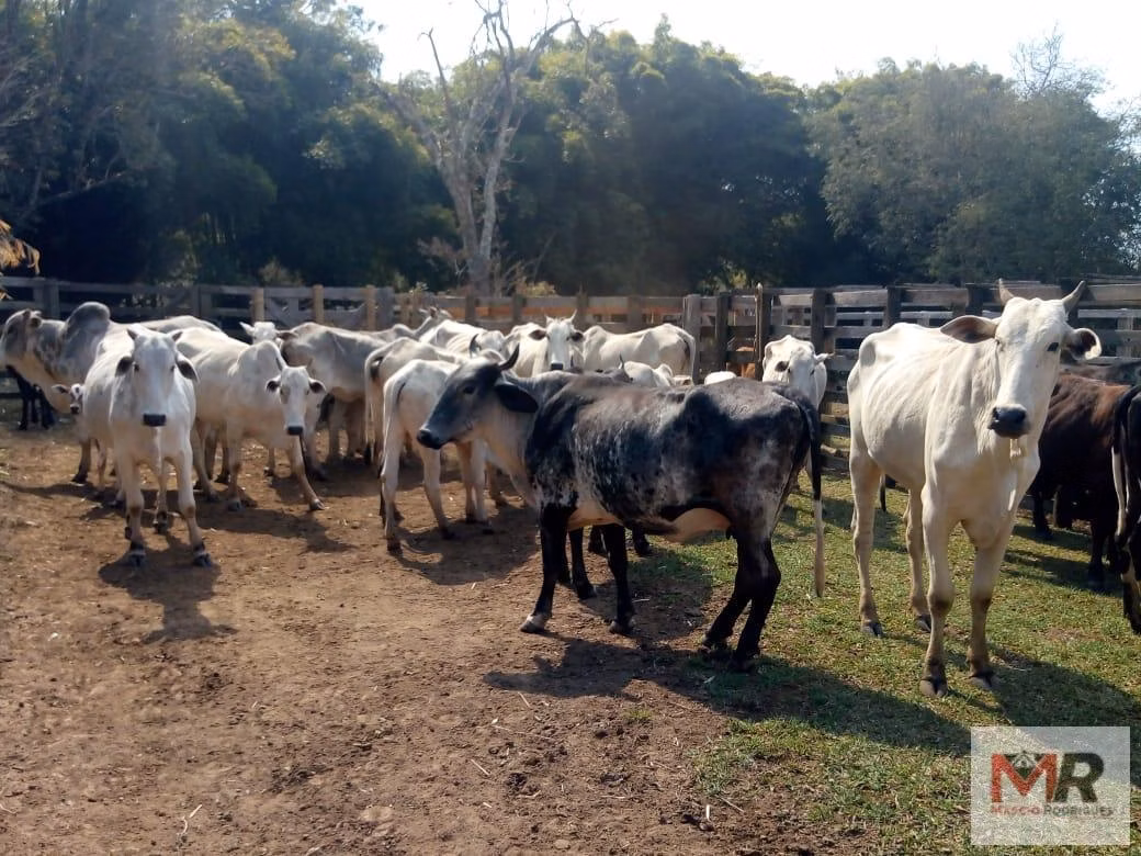 Sítio de 48 ha em Cambuí, MG