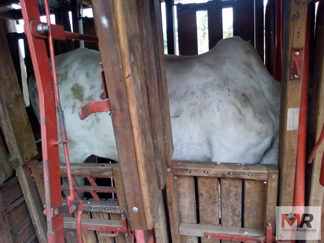 Sítio de 48 ha em Cambuí, MG