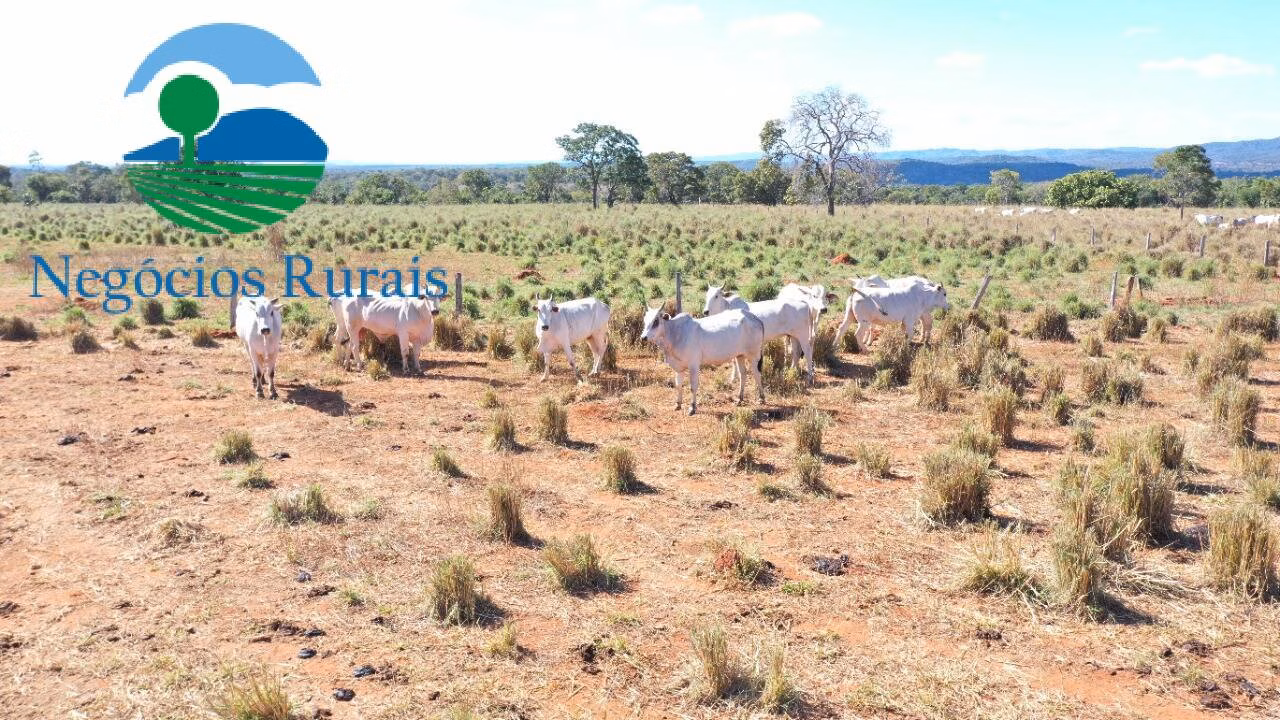 Fazenda de 493 ha em Montividiu do Norte, GO