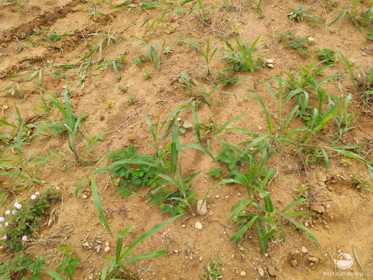 Farm of 2.031 acres in Alvorada, TO, Brazil
