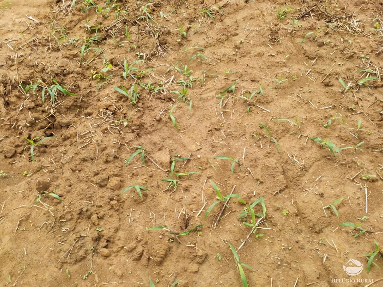 Farm of 2,031 acres in Alvorada, TO, Brazil