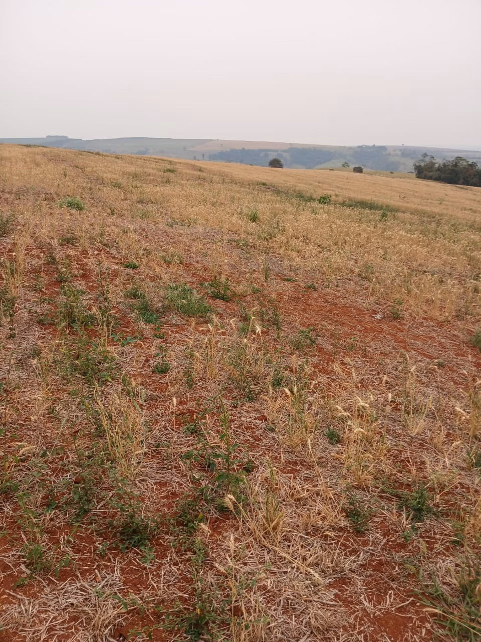 Fazenda de 435 ha em Piraju, SP