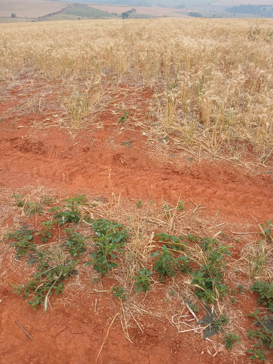 Fazenda de 435 ha em Piraju, SP