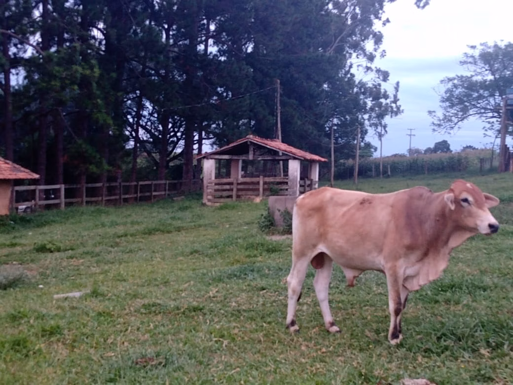 Sítio de 12 ha em Itapetininga, SP