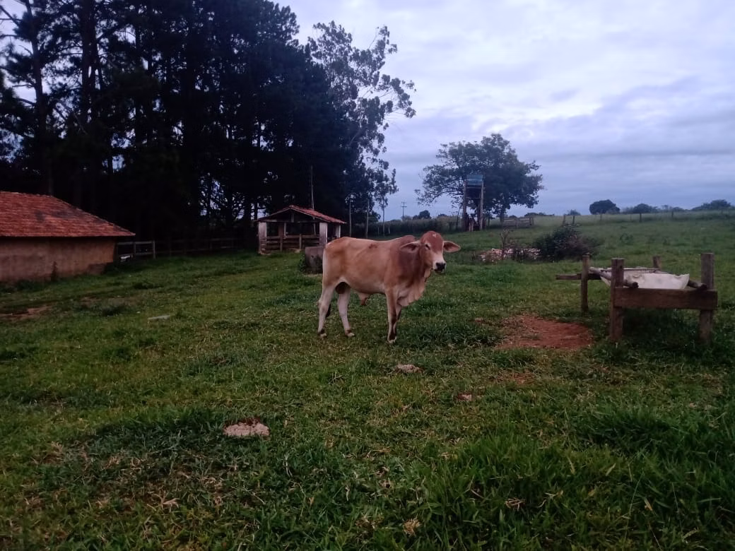 Sítio de 12 ha em Itapetininga, SP