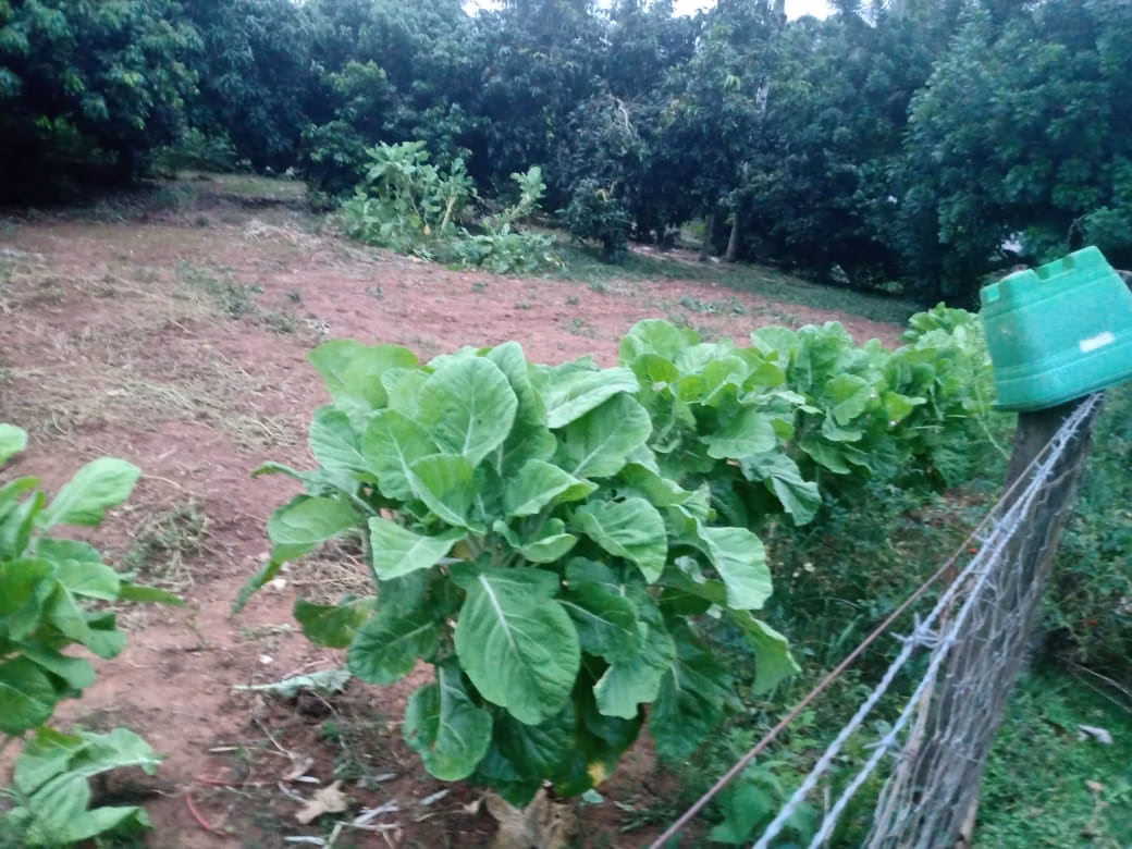 Sítio de 12 ha em Itapetininga, SP