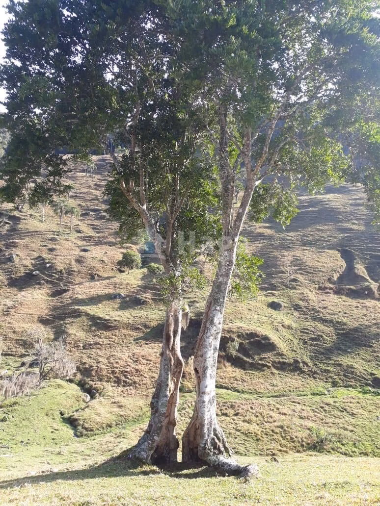 Fazenda de 35 ha em Angelina, SC