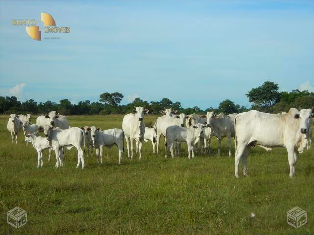 Fazenda de 88.000 ha em Poconé, MT