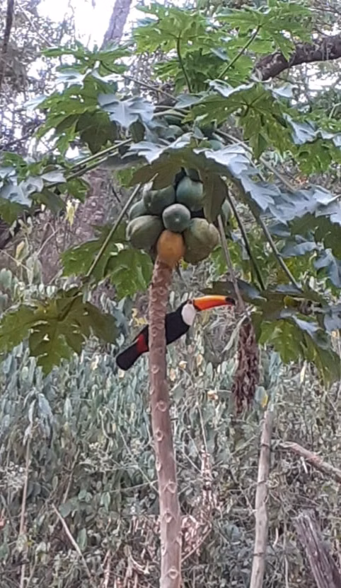 Fazenda de 86 ha em Cantagalo, RJ