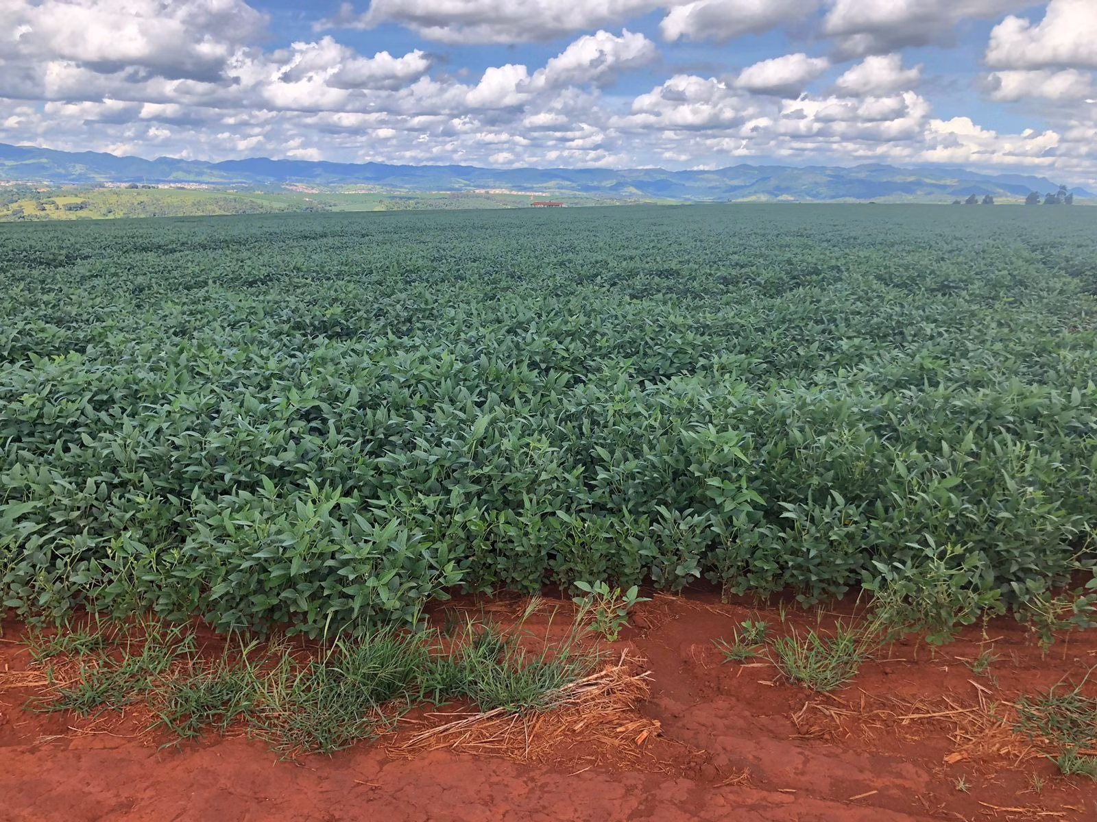 Fazenda de 155 ha em São João da Boa Vista, SP