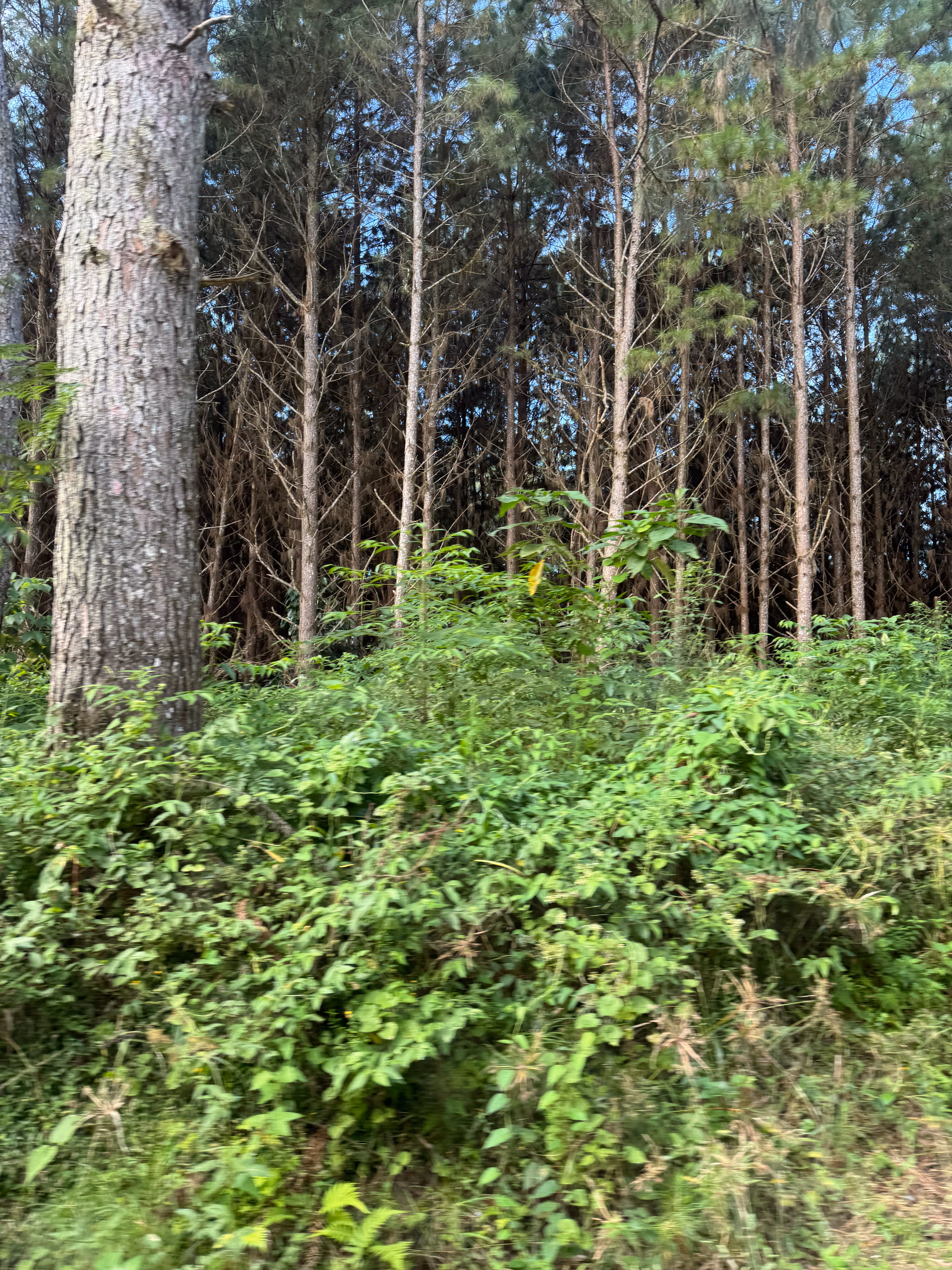 Fazenda de 823 ha em Curitiba, PR