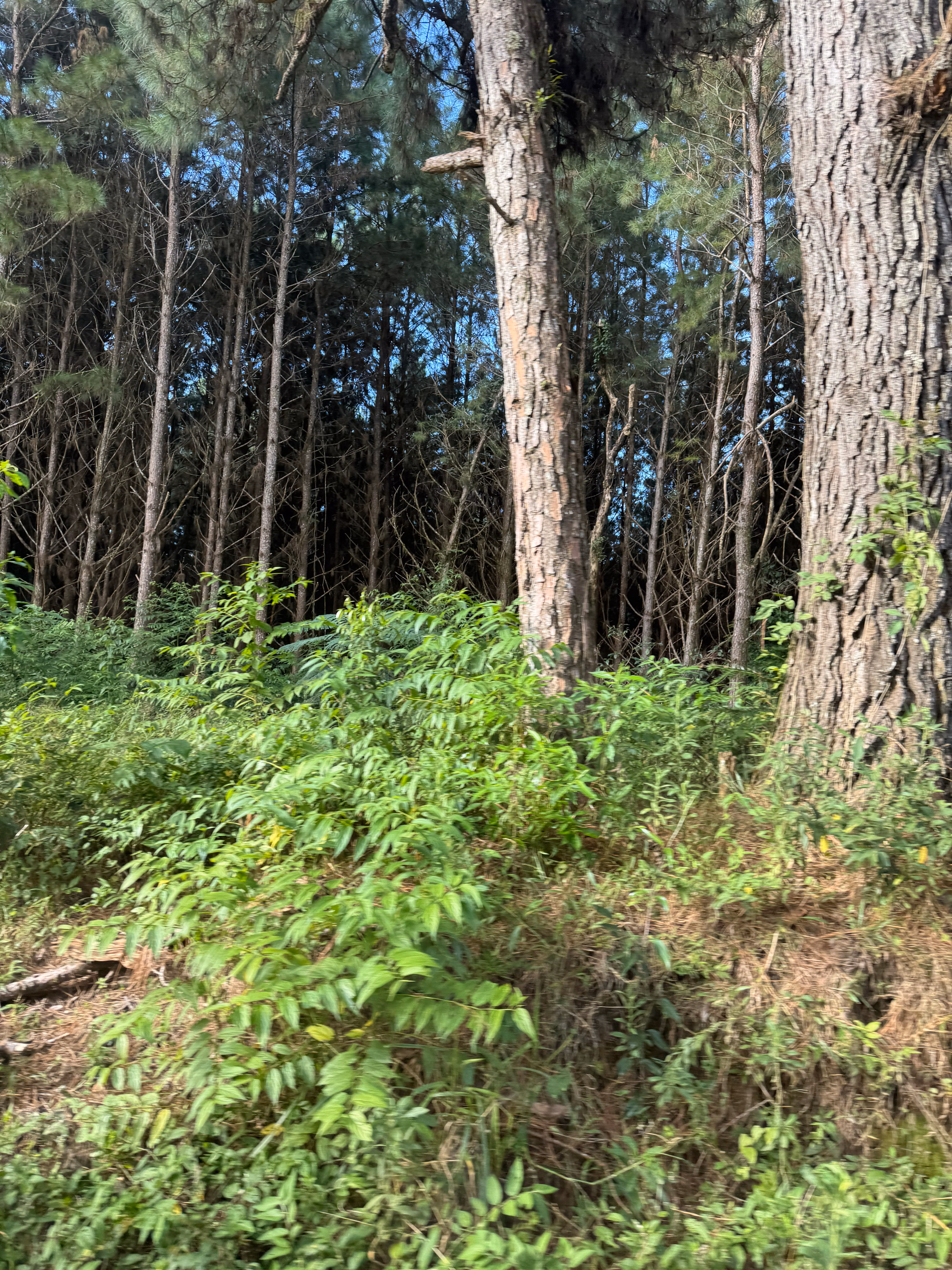 Fazenda de 823 ha em Curitiba, PR