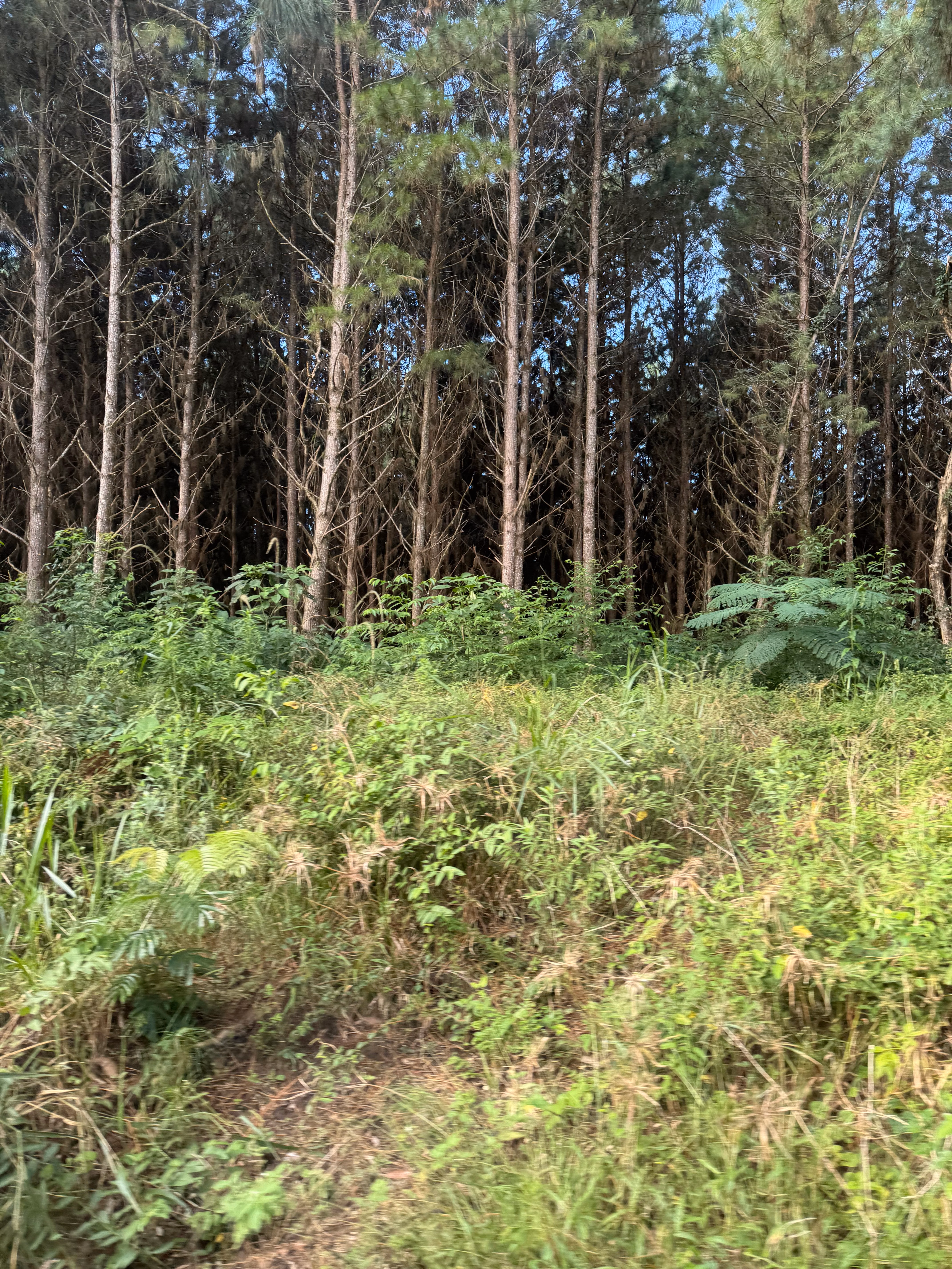 Fazenda de 823 ha em Curitiba, PR