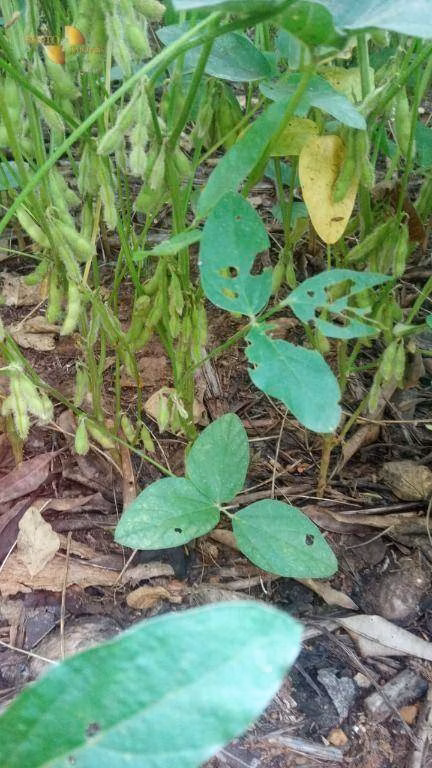 Farm of 2,270 acres in Sorriso, MT, Brazil