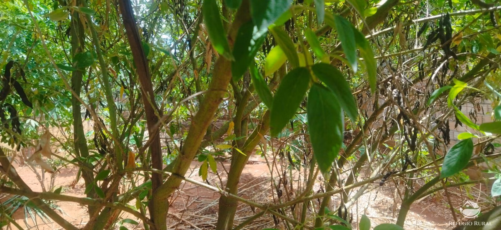Terreno de 162 m² em Frutal, MG