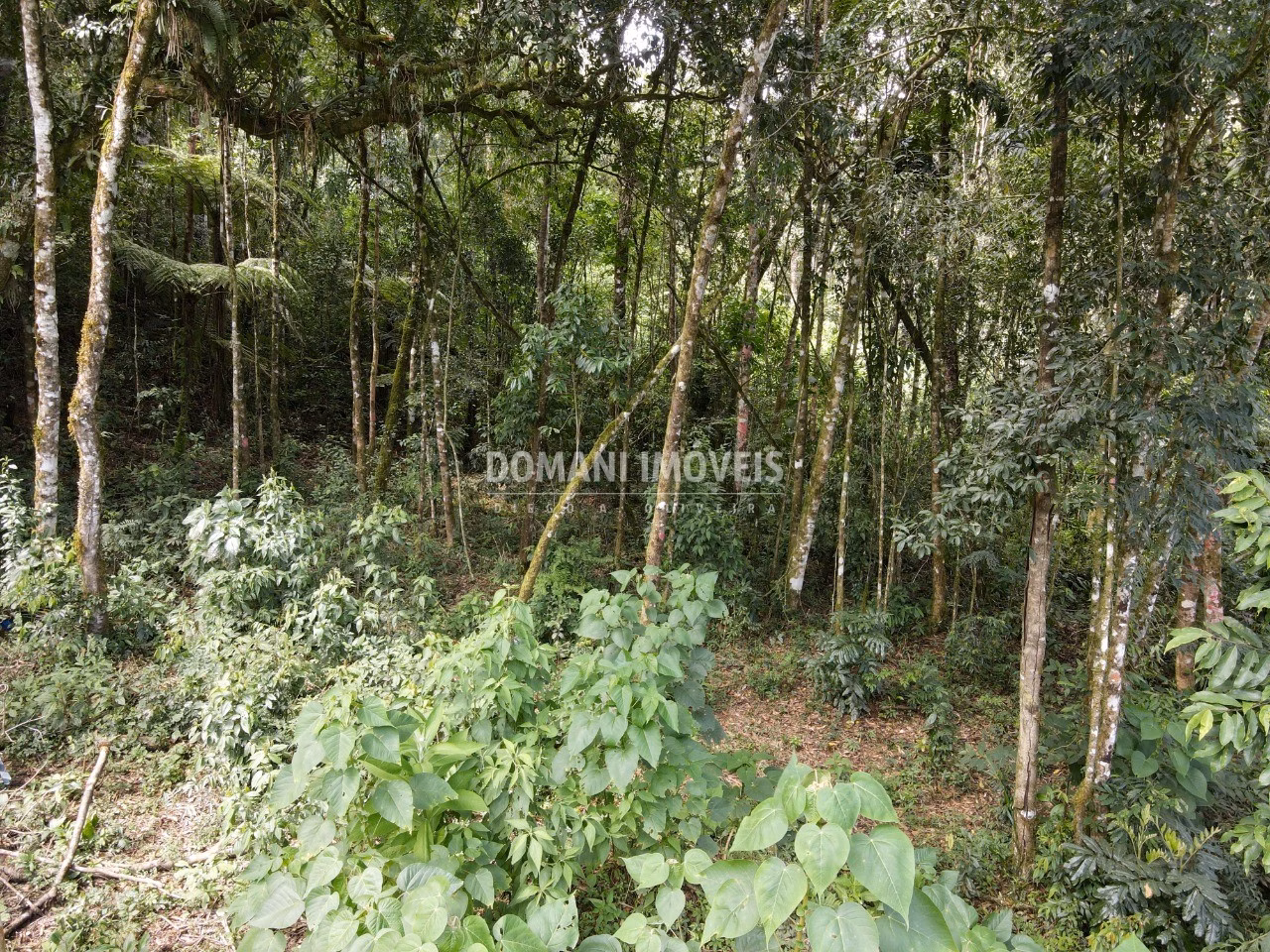 Terreno de 1.130 m² em Campos do Jordão, SP