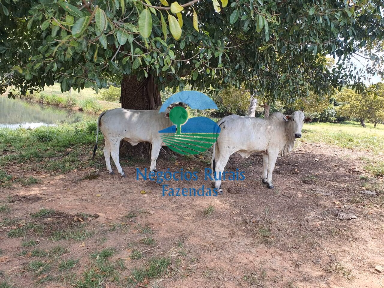 Fazenda de 997 ha em Campinorte, GO