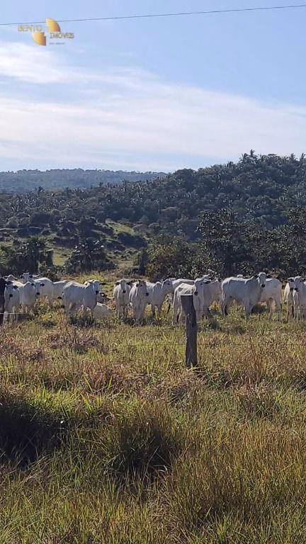 Fazenda de 400 ha em Santo Antônio de Leverger, MT
