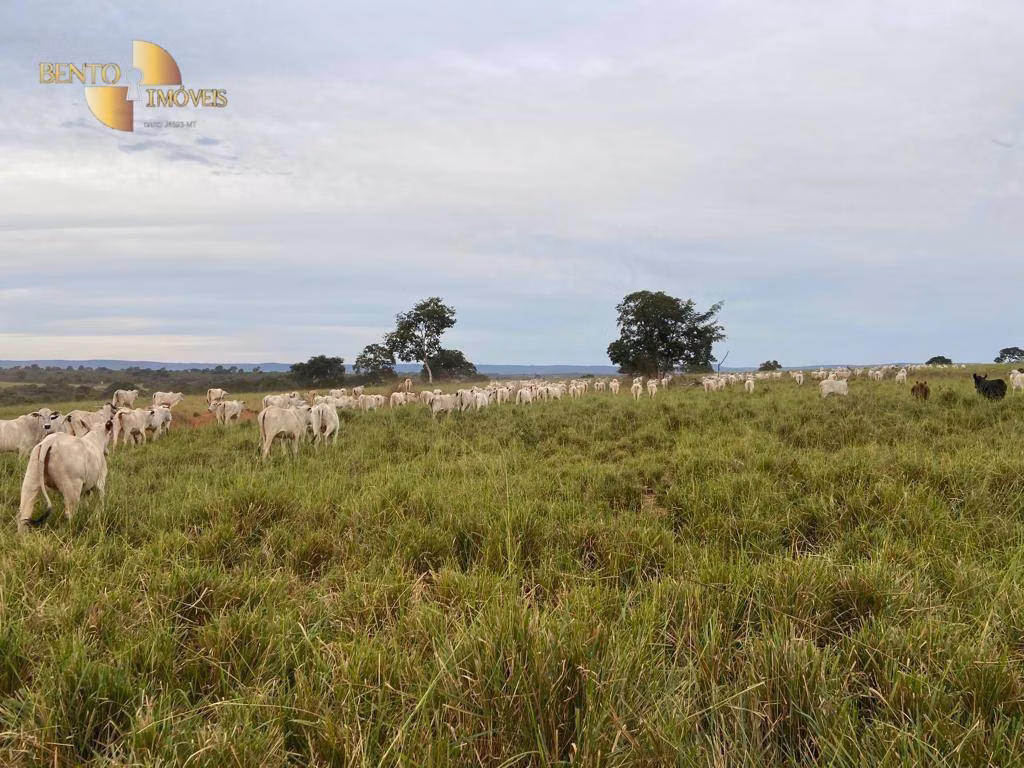 Fazenda de 2.500 ha em Guiratinga, MT