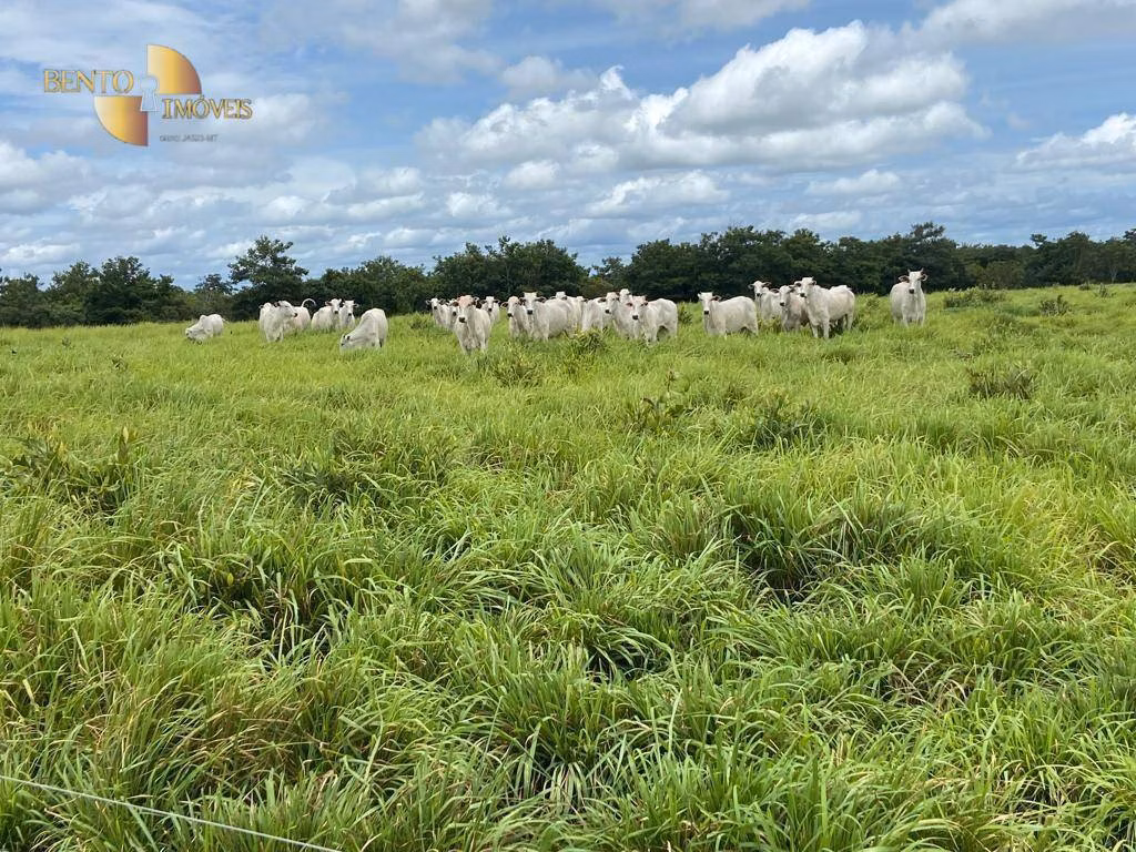 Fazenda de 2.500 ha em Guiratinga, MT