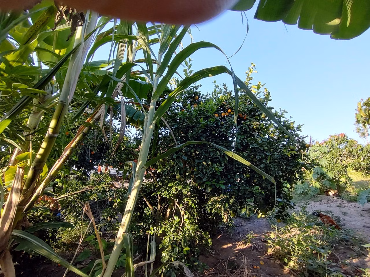 Country home of 4 acres in Bofete, SP, Brazil