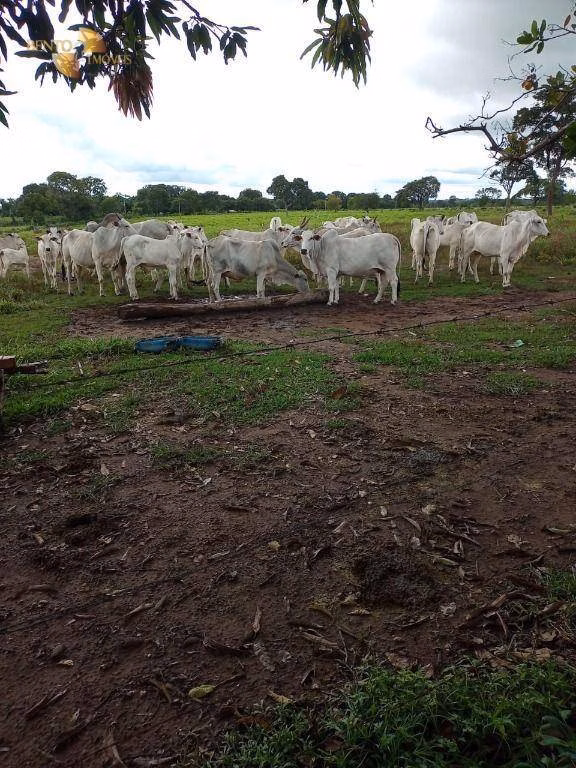 Fazenda de 100 ha em Poconé, MT
