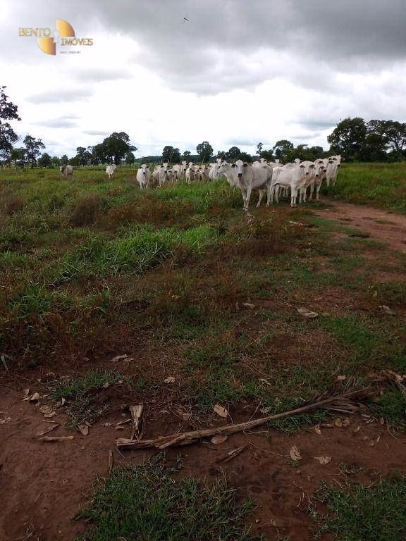 Fazenda de 100 ha em Poconé, MT